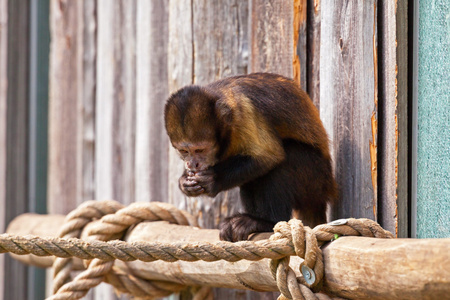 单长毛猴子在动物园吃从他手里的胡萝卜