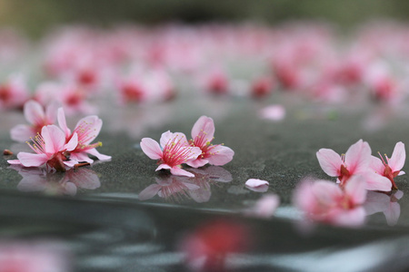 粉色樱花落在地面上图片