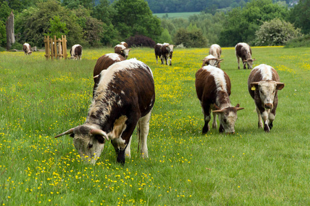 Sawbridgeworth, 赫特福德郡英国2018年5月24日 一群英国的角牛在 Pishiobury 公园里向前移动