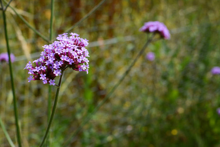 草本马鞭草purpletop 马鞭草植物的娇嫩紫色花朵长茎