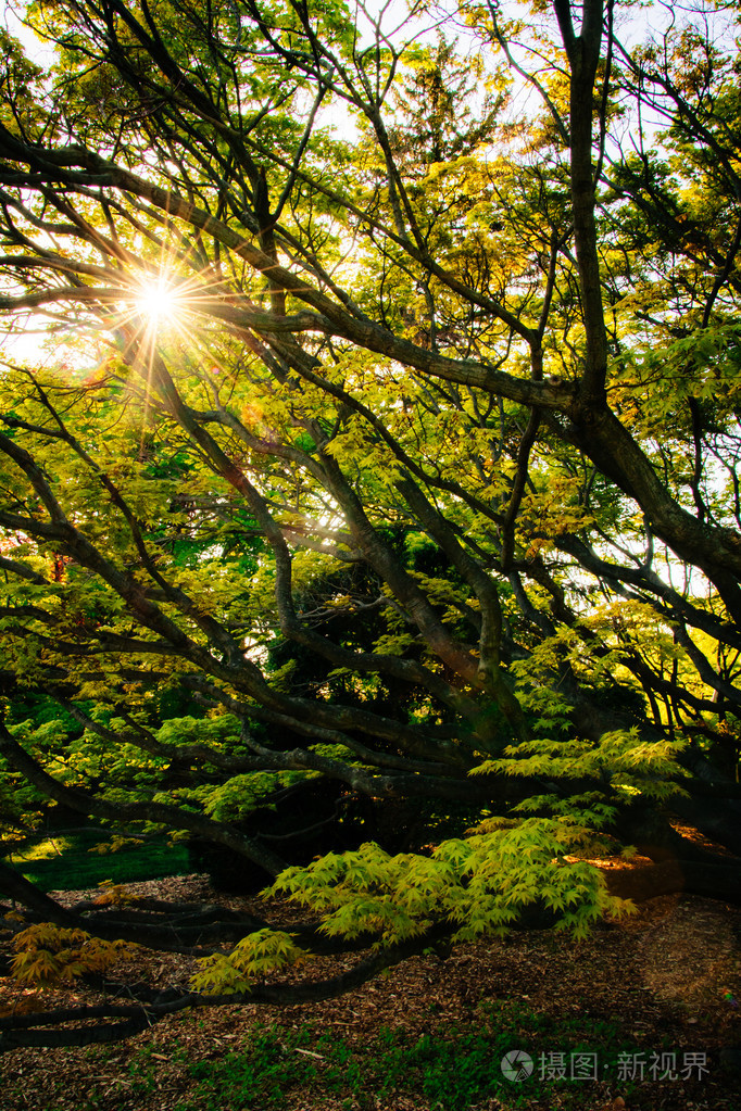 在阳光照耀下通过在赛尔本植物园,baltimor 在一棵树