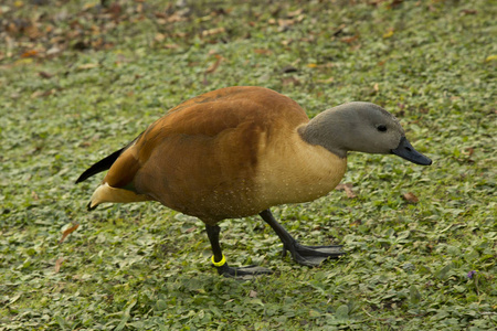 南部非洲shelduck cape shelduck棕色tadorna。