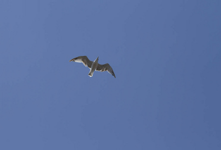 海鸥在空中飞舞