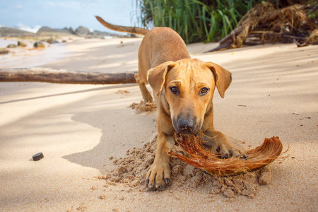 热带海滩上有椰子的狗 plaing
