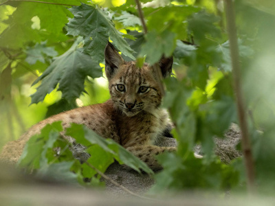 Yuung 斯堪的纳维亚猞猁, 山猫山猫山猫, 隐藏在森林中