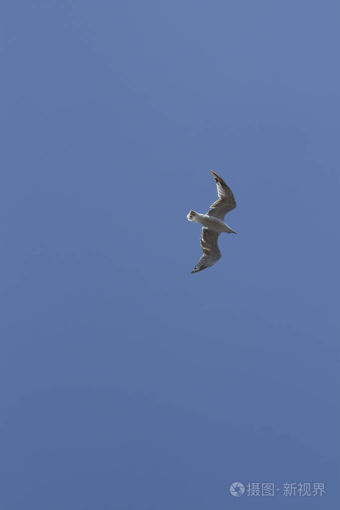 海鸥在空中飞舞