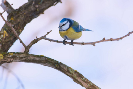 蓝山雀 Cyanistes caeruleus 坐在树林里的树枝上, 在一个寒冷的早晨