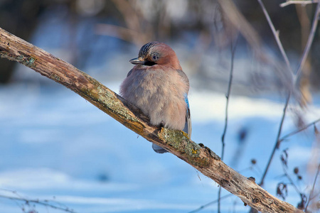 亚欧周杰伦 Garrulus glandarius 特写在软背景上的地衣上坐在树枝上