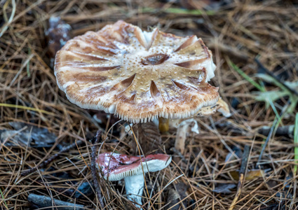 夏末的森林里的蘑菇