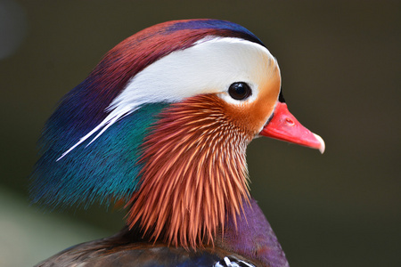 鸳鸯头草场图片