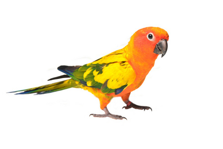 sun conure 鸟