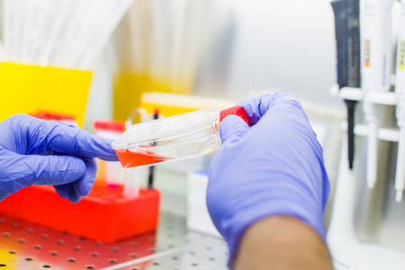 实验室培养细胞培养的科学家照片