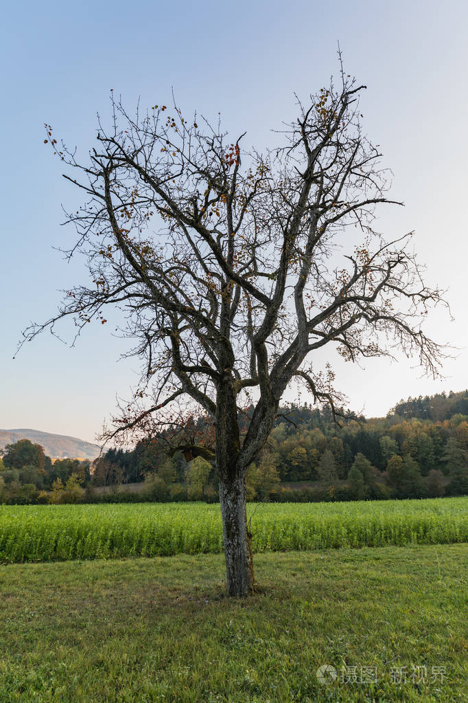 在瑞士的绿色田野上没有叶子的寂寞树