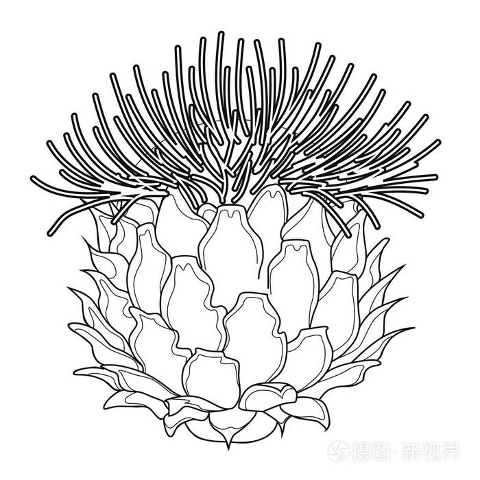 蓟花 着色书 股票例证 白色背景上的孤立图像插画 正版商用图片092gdp 摄图新视界 蓟花 着色书 股票例证 白色背景上的孤立图像插画 正版商用图片092gdp 摄图新视界