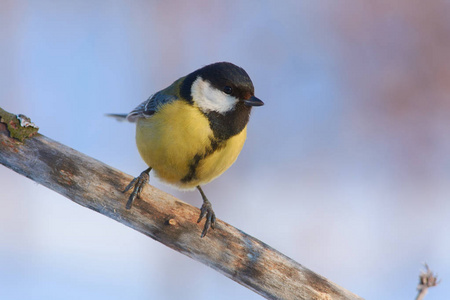 特写一大山雀 Parus 少校 坐在一个树枝上的软水彩背景