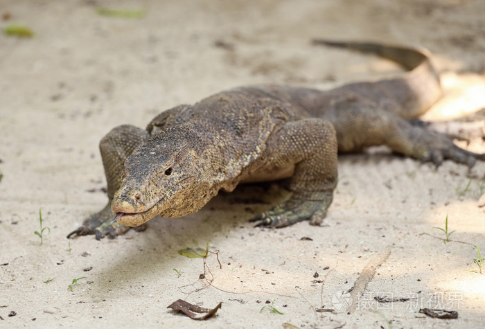 最大的蜥蜴科莫多龙