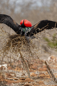 大 Frigatebird Fregata 未成年人 在加拉帕戈斯群岛, 厄瓜多尔