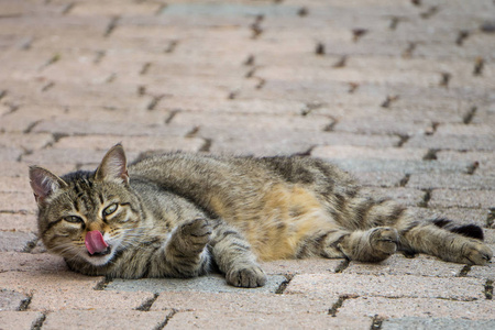 灰色条纹猫舔躺在街道灰色路面在城市