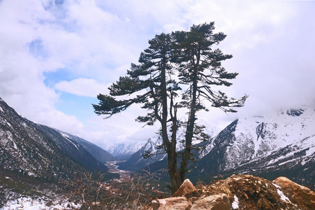 孤独的树，在喜马拉雅山