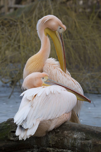 一双大白鹈鹕, Pelecanus 鹈鹕, 冬色