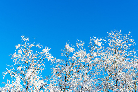 蓝天下的雪冬树