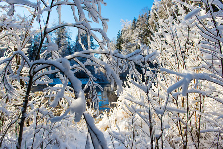 蓝天下的雪冬树