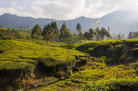 植物之美：绿色茶香融入山景 曲线高地的永恒饮料