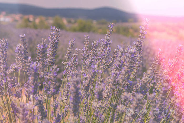 土耳其 Isparta 芳香薰衣草田