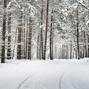 拉脱维亚冰雪厚层下的冬季森林小径