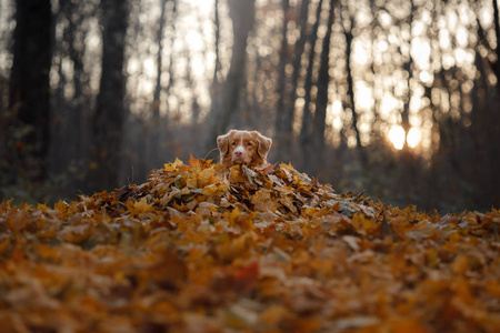 狗躺在秋叶里。宠物在公园里。特勒尔自然