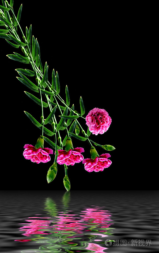 黑色背景上孤立的香石竹花