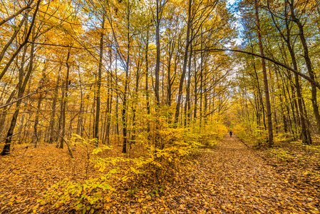 在森林里的秋景，波兰的路径