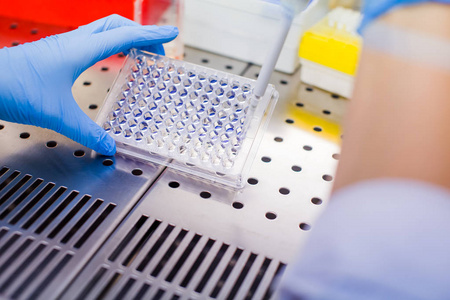 实验室培养细胞培养的科学家照片