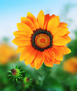大橙色的花与闪闪发光的颜色在绿色和蓝色的背景。索尼 dsc