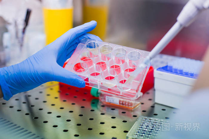 实验室培养细胞培养的科学家