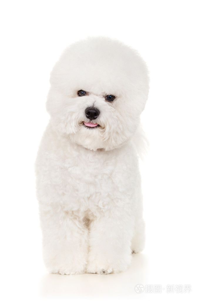 比熊犬照片-正版商用图片092w6w-摄图新视界