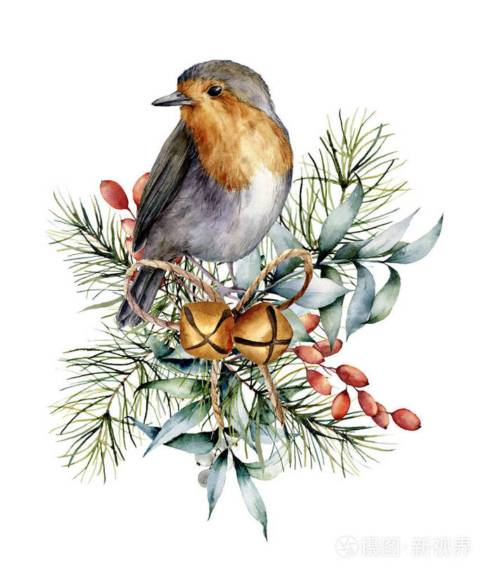 手绘鸟与桉树叶, 金黄响铃, 冷杉分支和巴宝莉查出在白色背景.