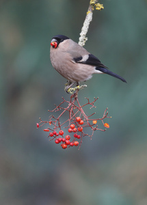 布尔芬奇，pyrrhula pyrrhula