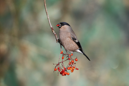 布尔芬奇，pyrrhula pyrrhula