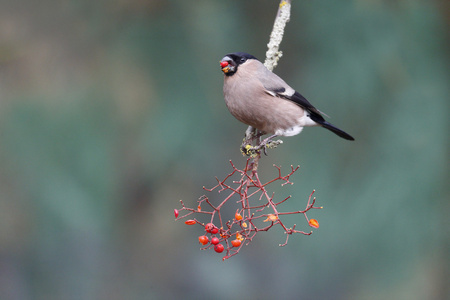 布尔芬奇，pyrrhula pyrrhula