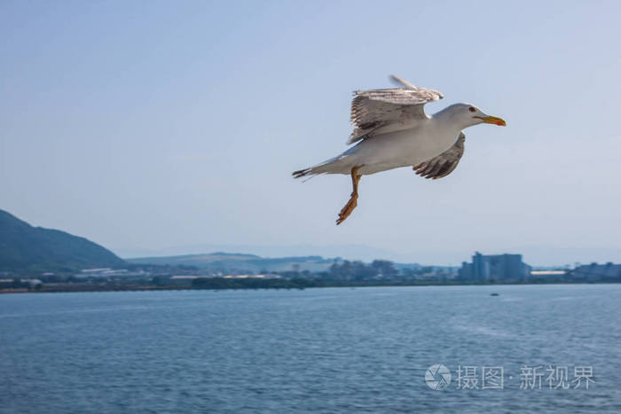 海鸥飞在蓝蓝的天空背景