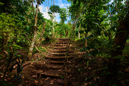 自然小径。徒步穿越丛林。深雨林景观。雨林与老木步行方式。在丛林中的小径, 阳光和蓝天穿过树叶。旅游背景