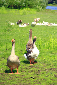 河边草地上的鹅。在草地上绿草的白房子鹅飞行。农家鸟。灰鹅在草地上。夏季放牧的家养鸟类
