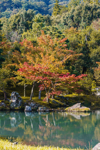 日本的秋季森林和池塘图片