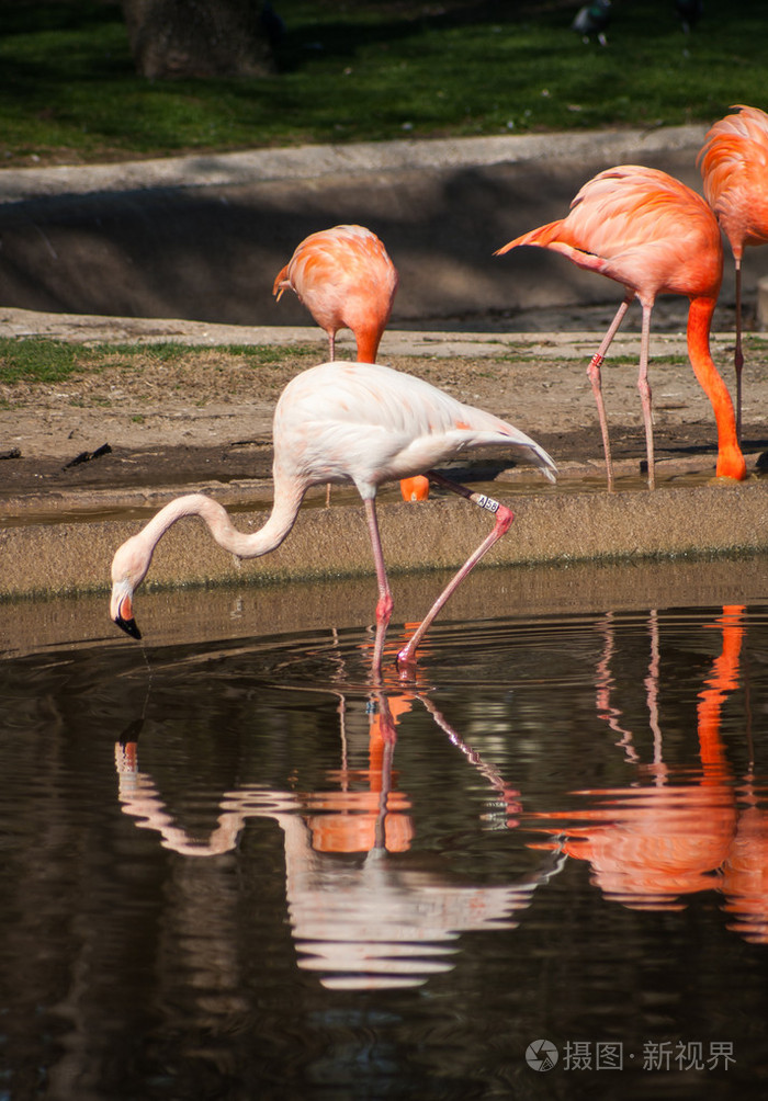 火烈鸟在其自然栖息地