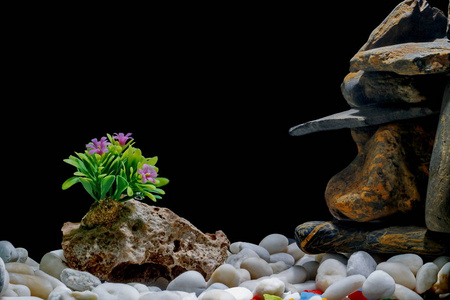 鱼缸装饰, 有砾石和树木在黑色的背景下照片