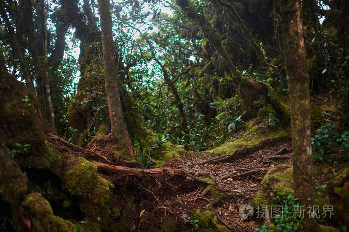 丛林野生森林与大树的根交错景观在神秘的热带苔藓森林与惊人的丛林
