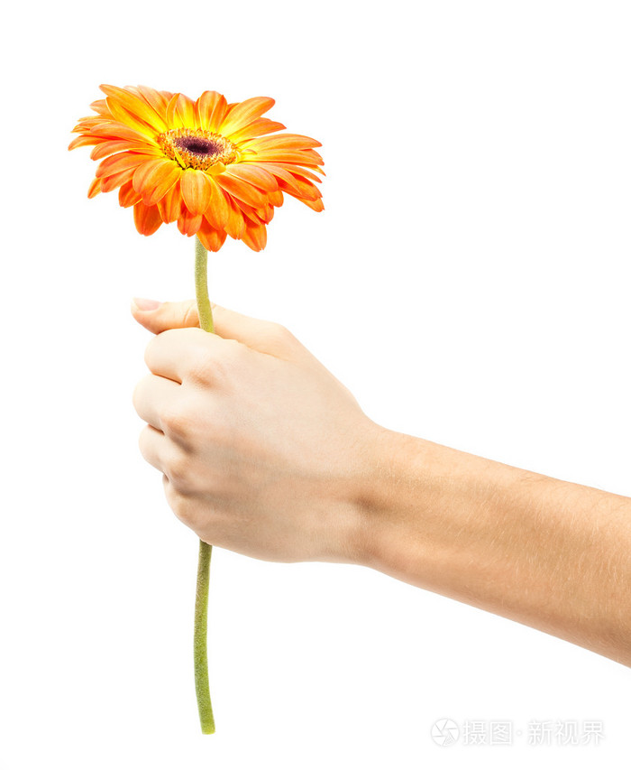 手拿一朵花上白色孤立