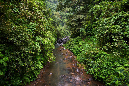 热带风情。旅行和冒险概念。美丽的雨林丛林。雨林与河。河里有石头在深, 郁郁葱葱的绿色丛林。自然景观