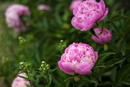 在花园里的粉色牡丹。盛开的粉红牡丹。美丽的粉红色 Peonie 花的特写